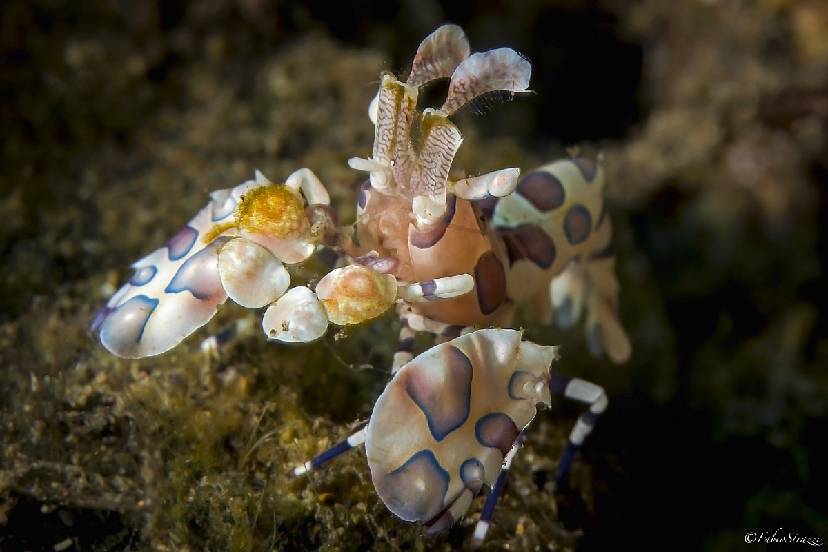 Harlequin shrimp
