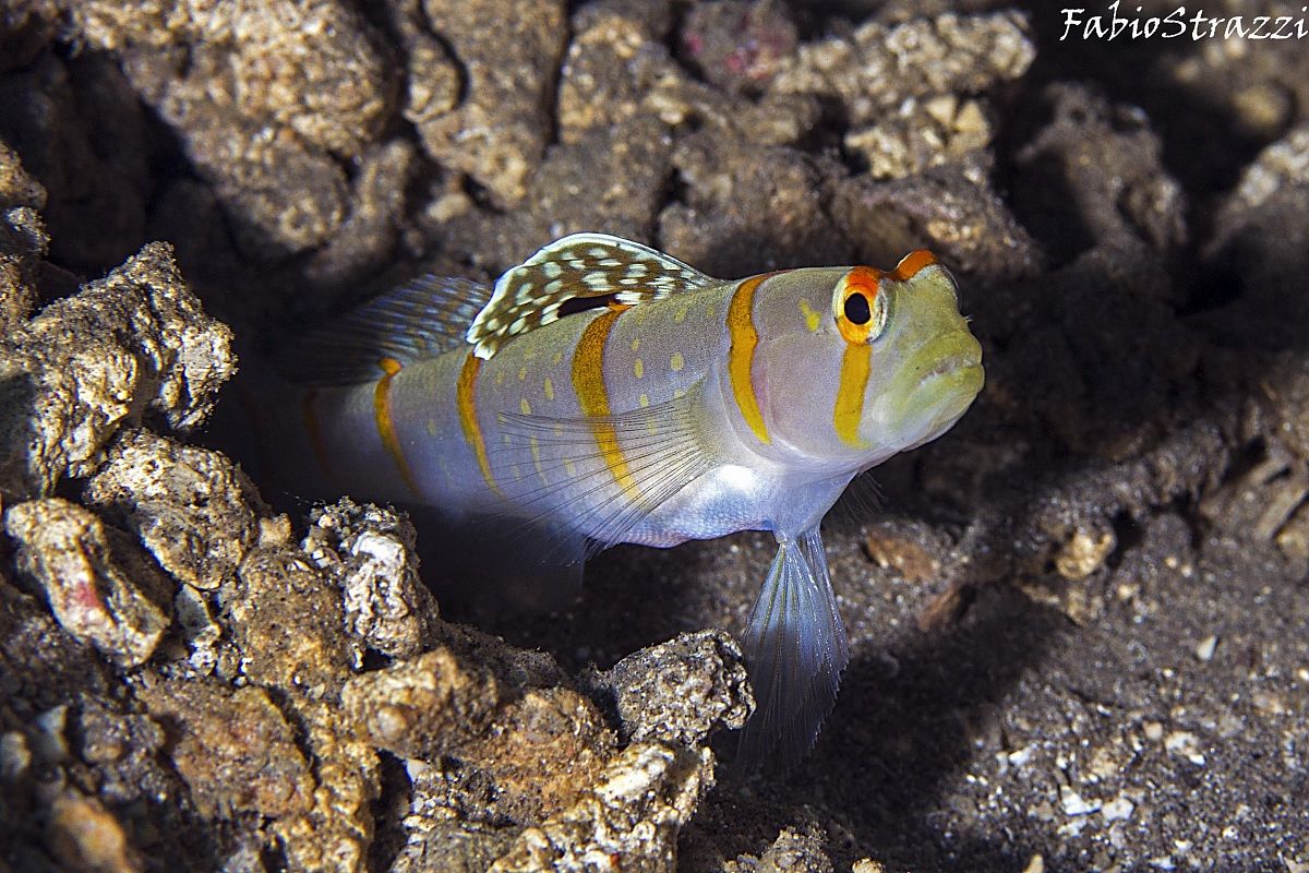 Sailfin partner goby