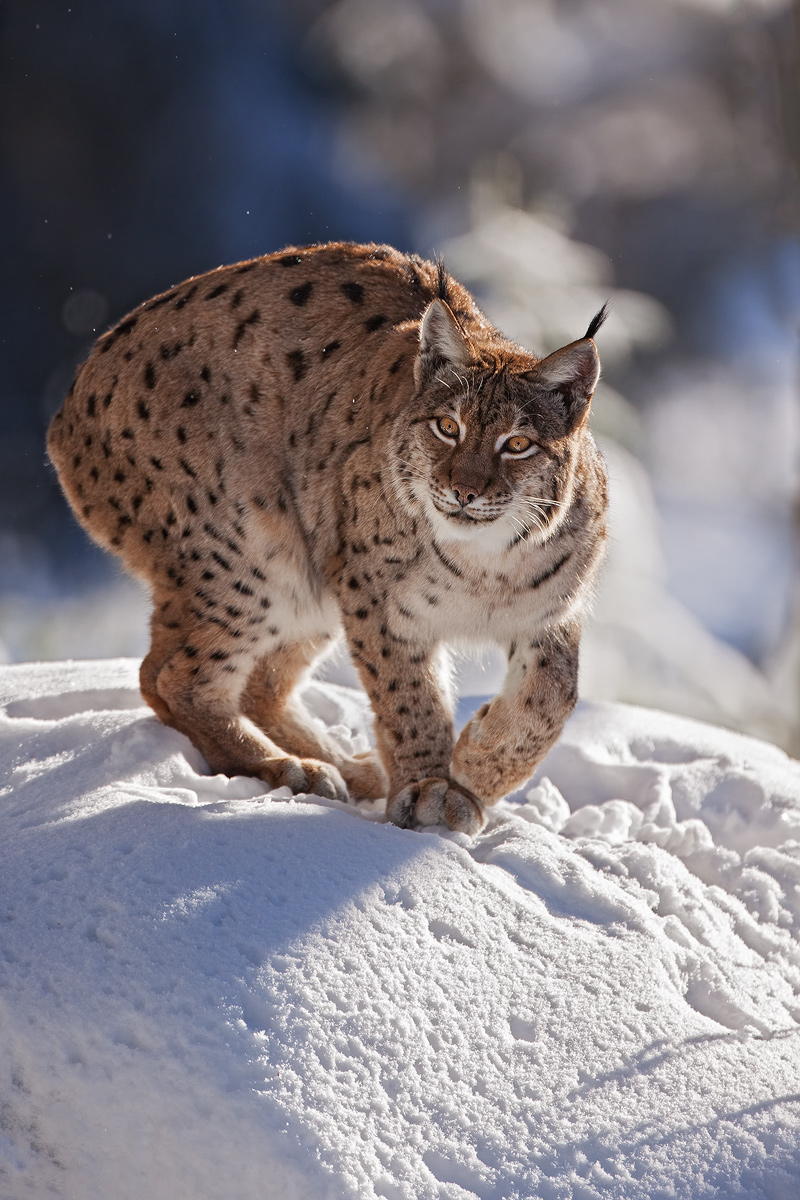 Lince