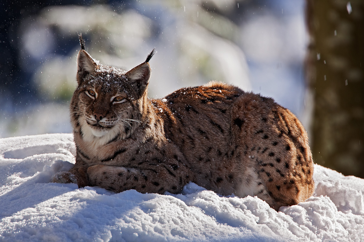 Lince