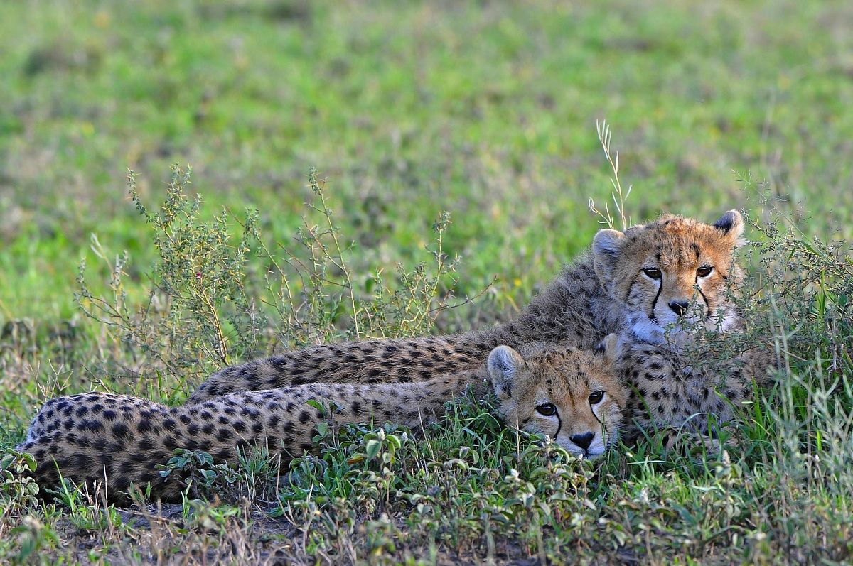 The mother is on the prowl