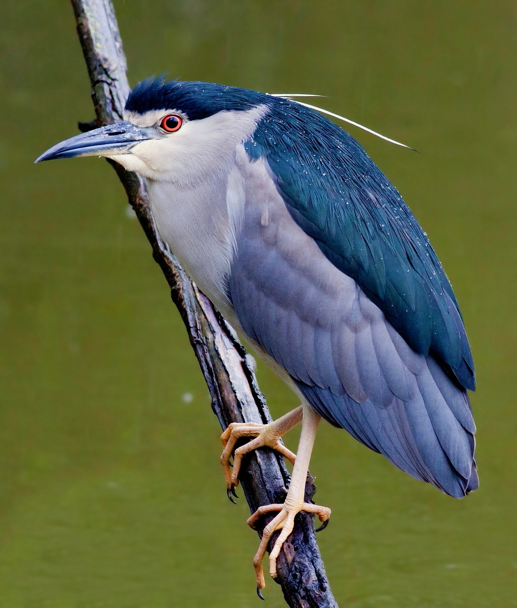 Nitticora con perle d'acqua