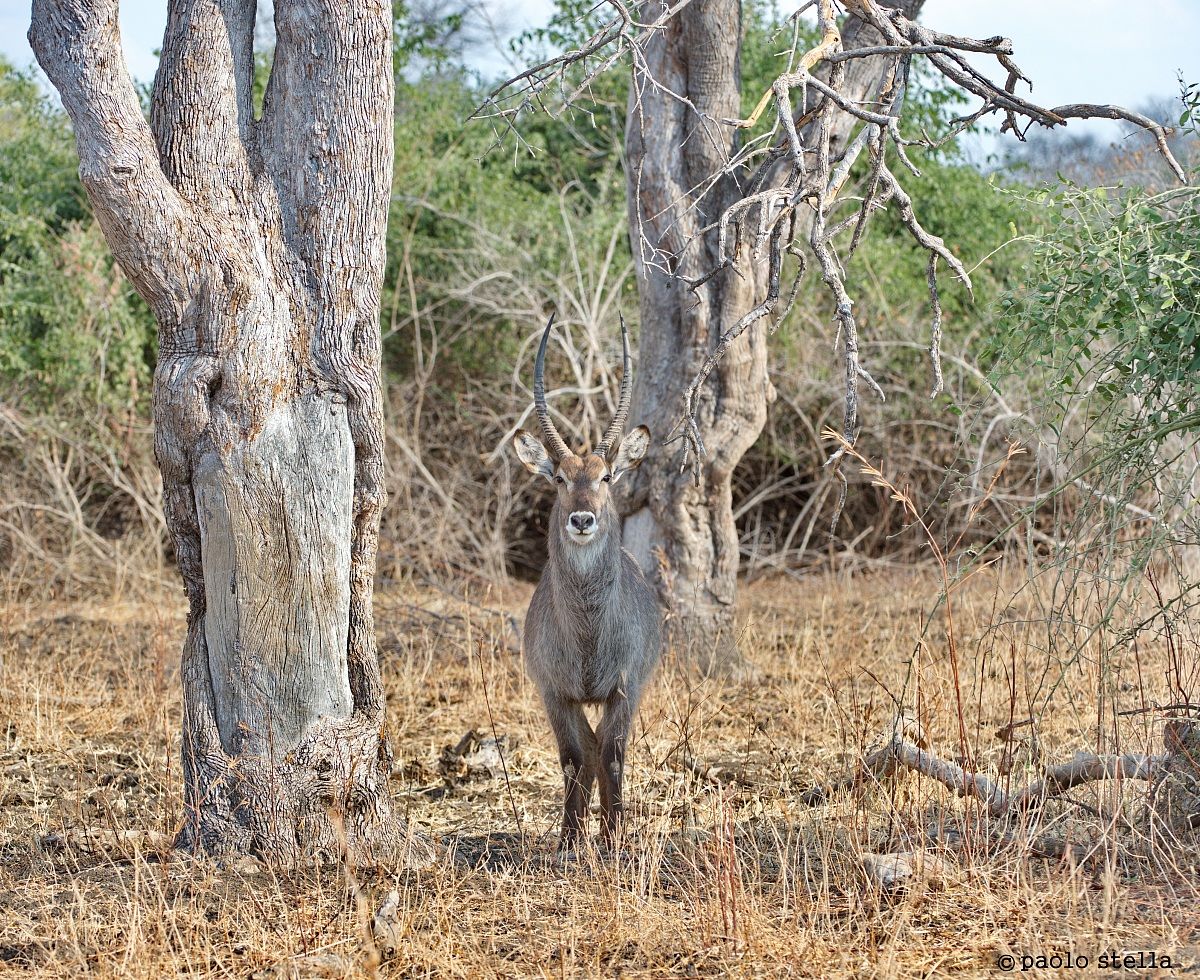 waterbuck (Kobus ellipsiprymnus)