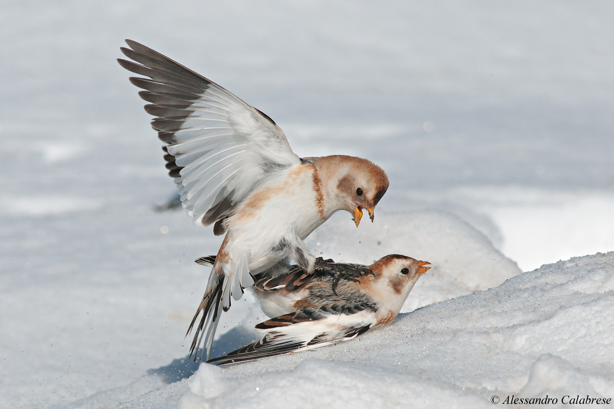 Bickering between Snow Buntings
