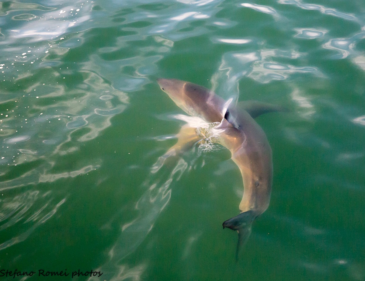 white shark,l'incubo bianco