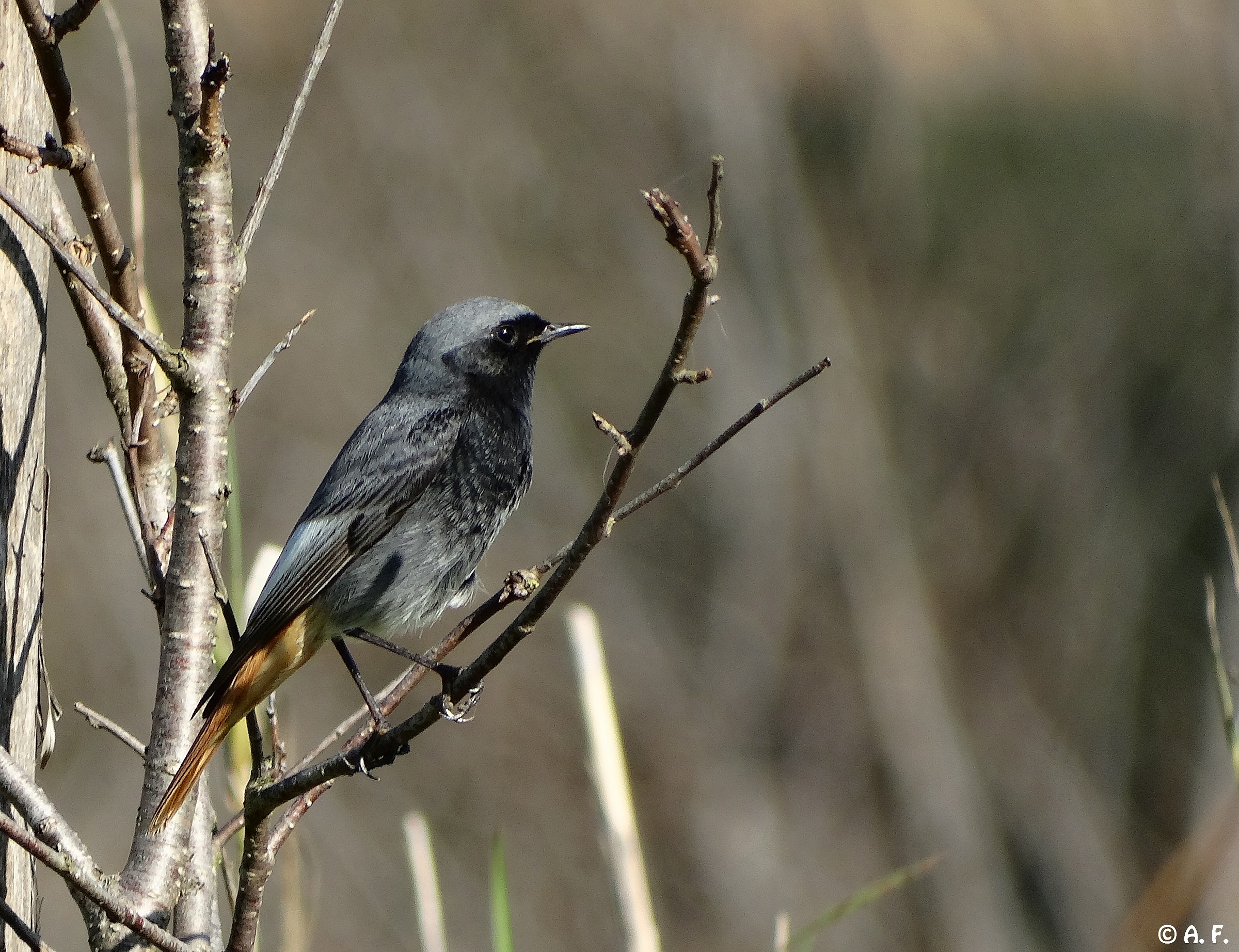Black Redstart