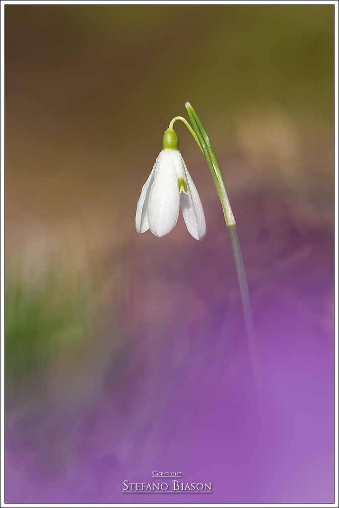 Snowdrops among the crocuses