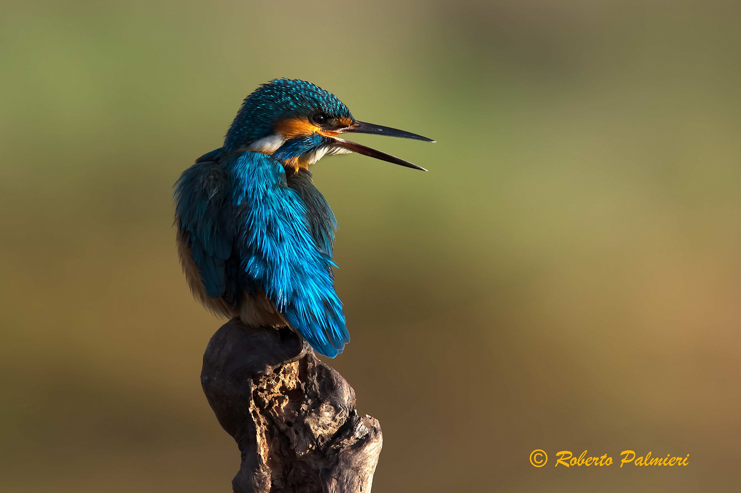 Il canto del martin pescatore
