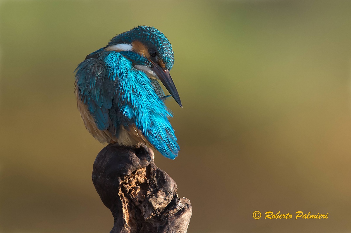 Martin pescatore Pulizia del piumaggio