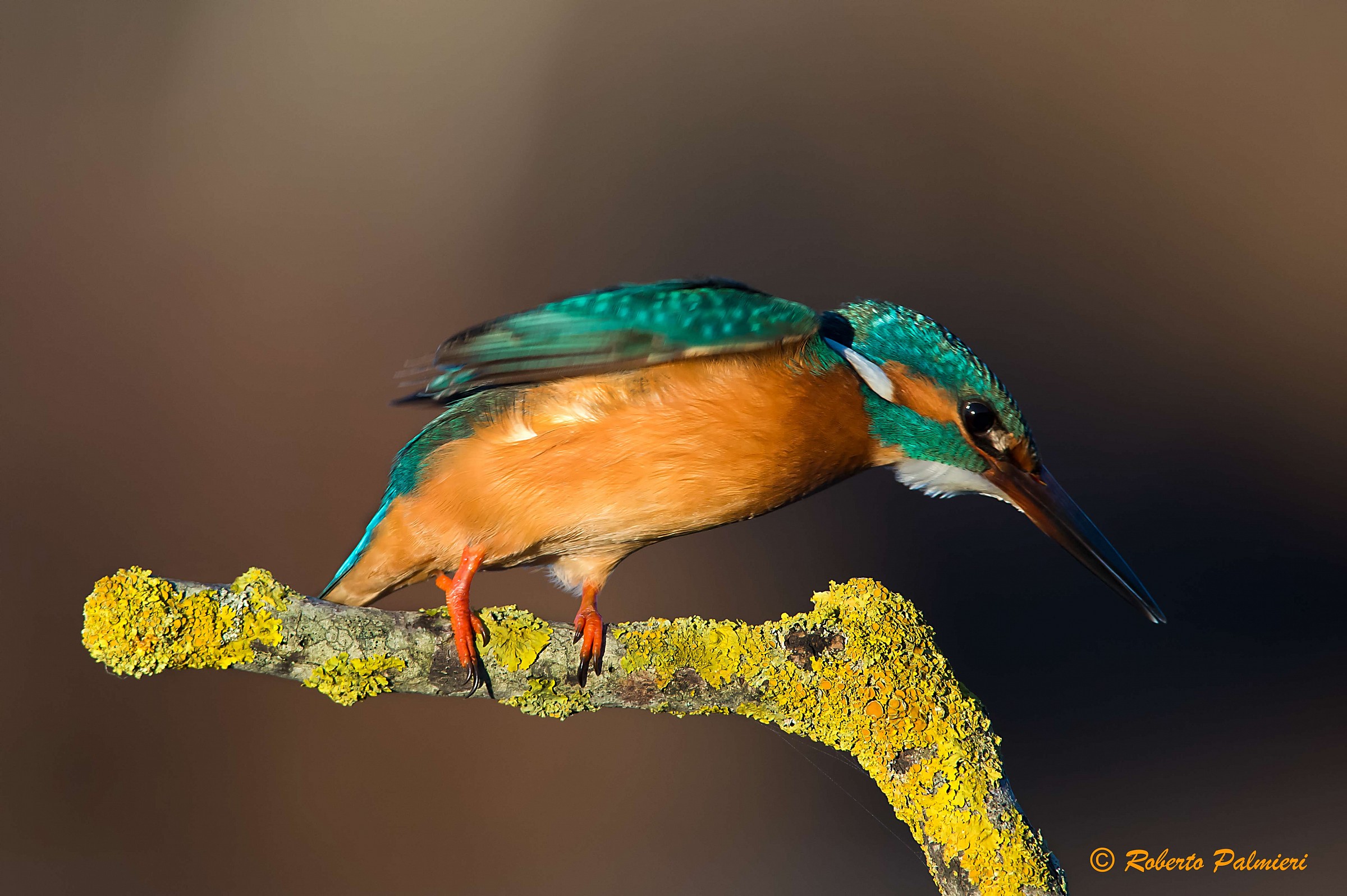 Kingfisher ...... ready start off ..