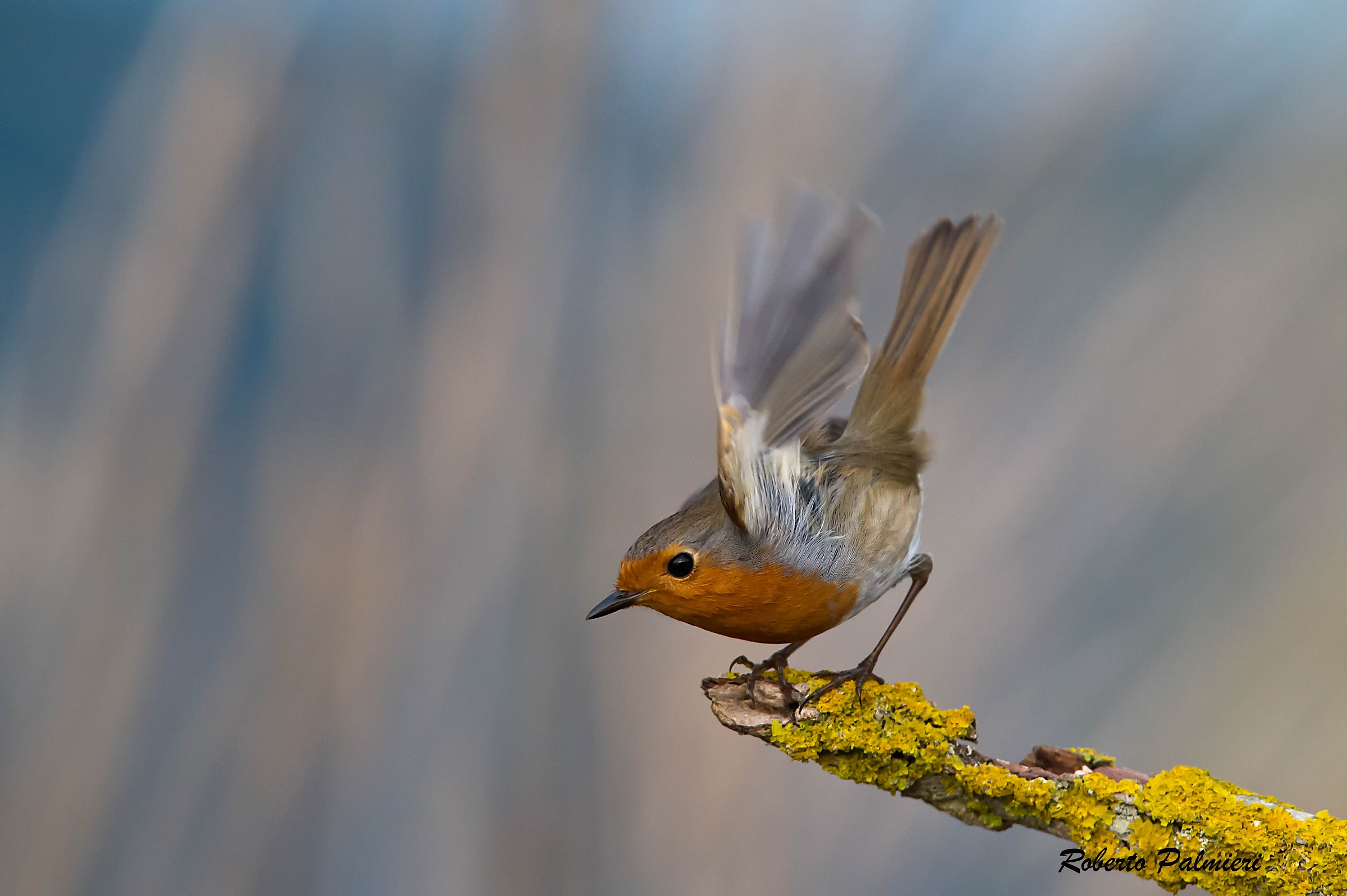 pettirosso in decollo