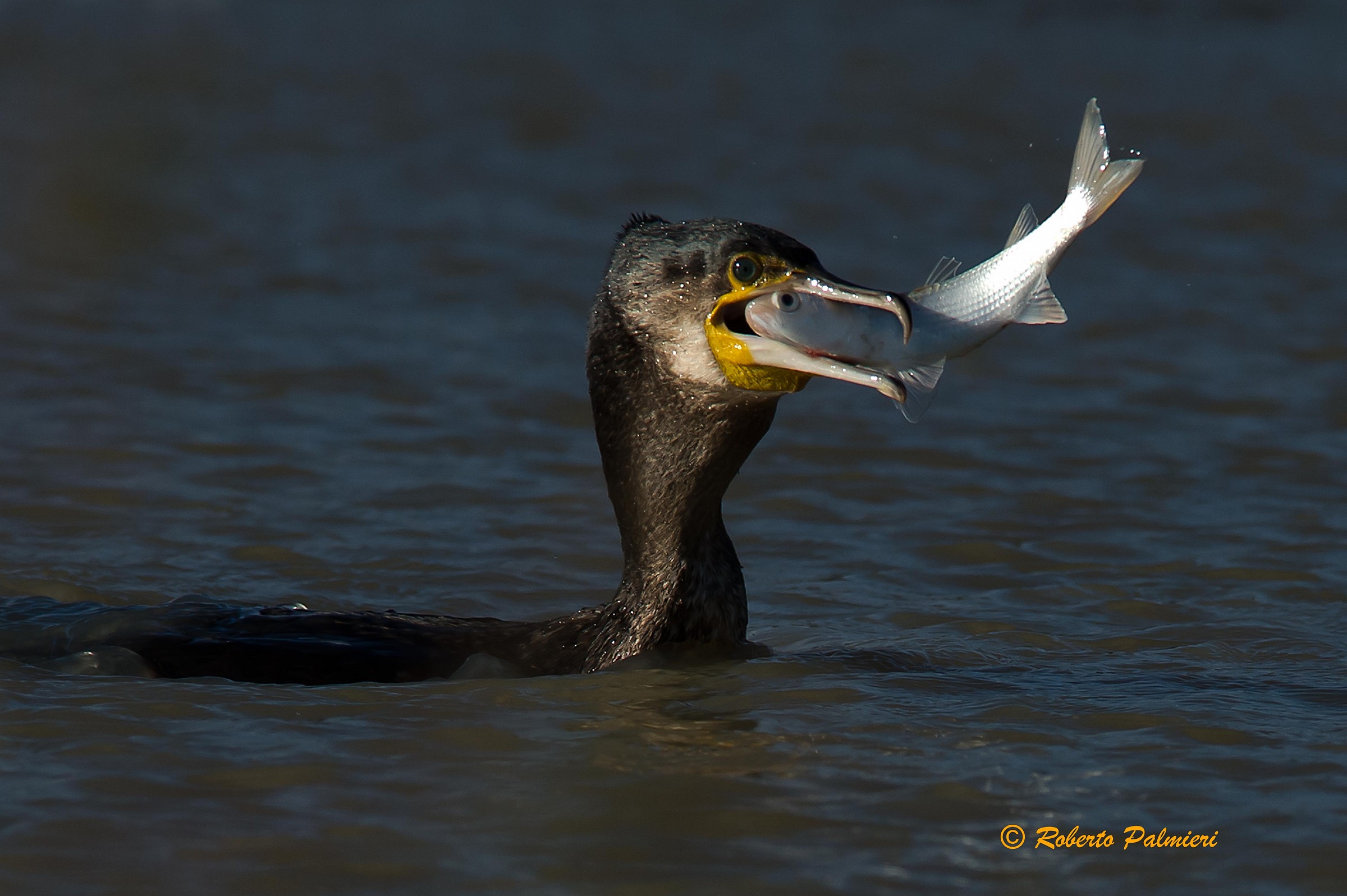 Cormorano con pesce