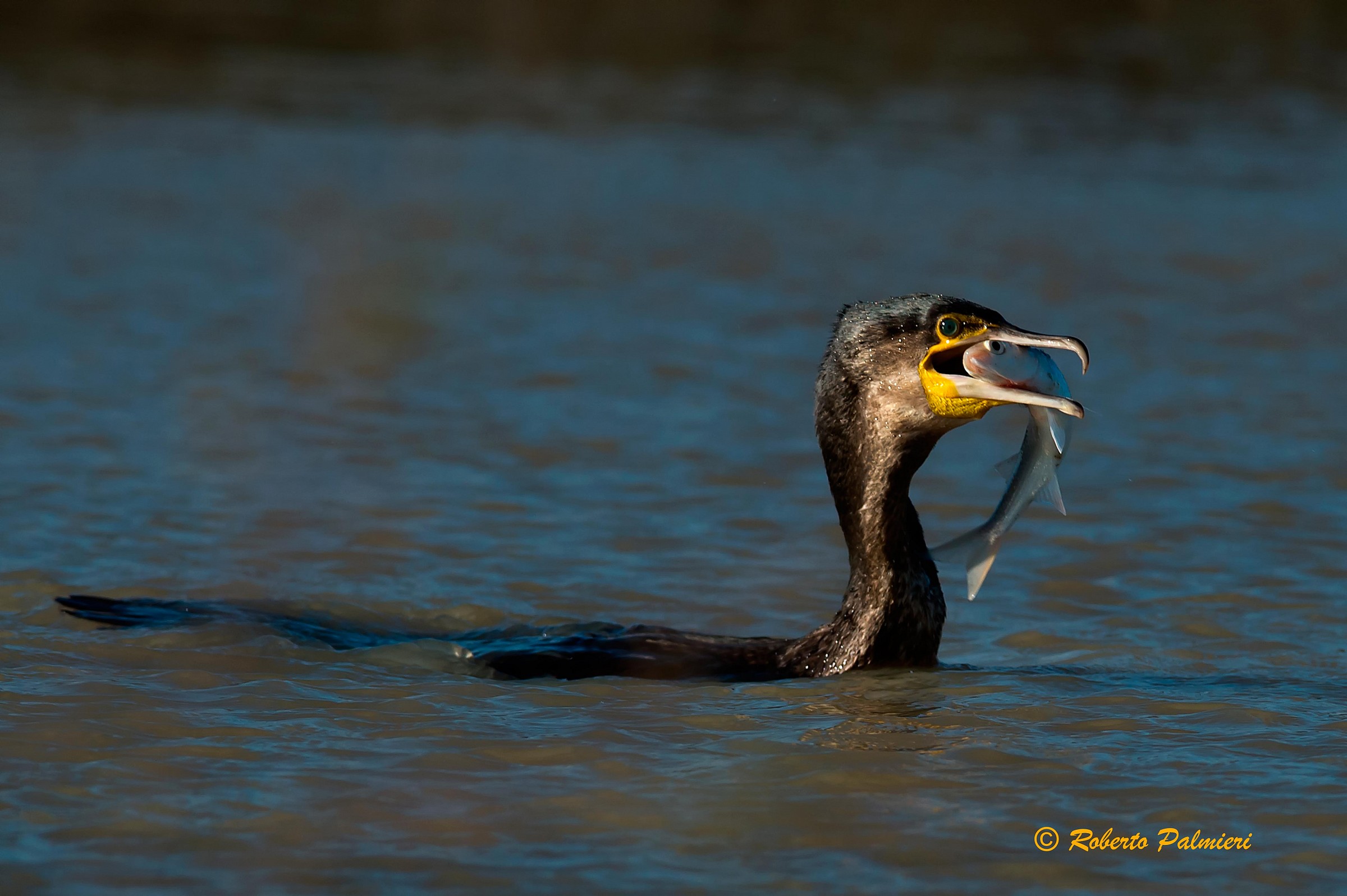 cormorano con pesce