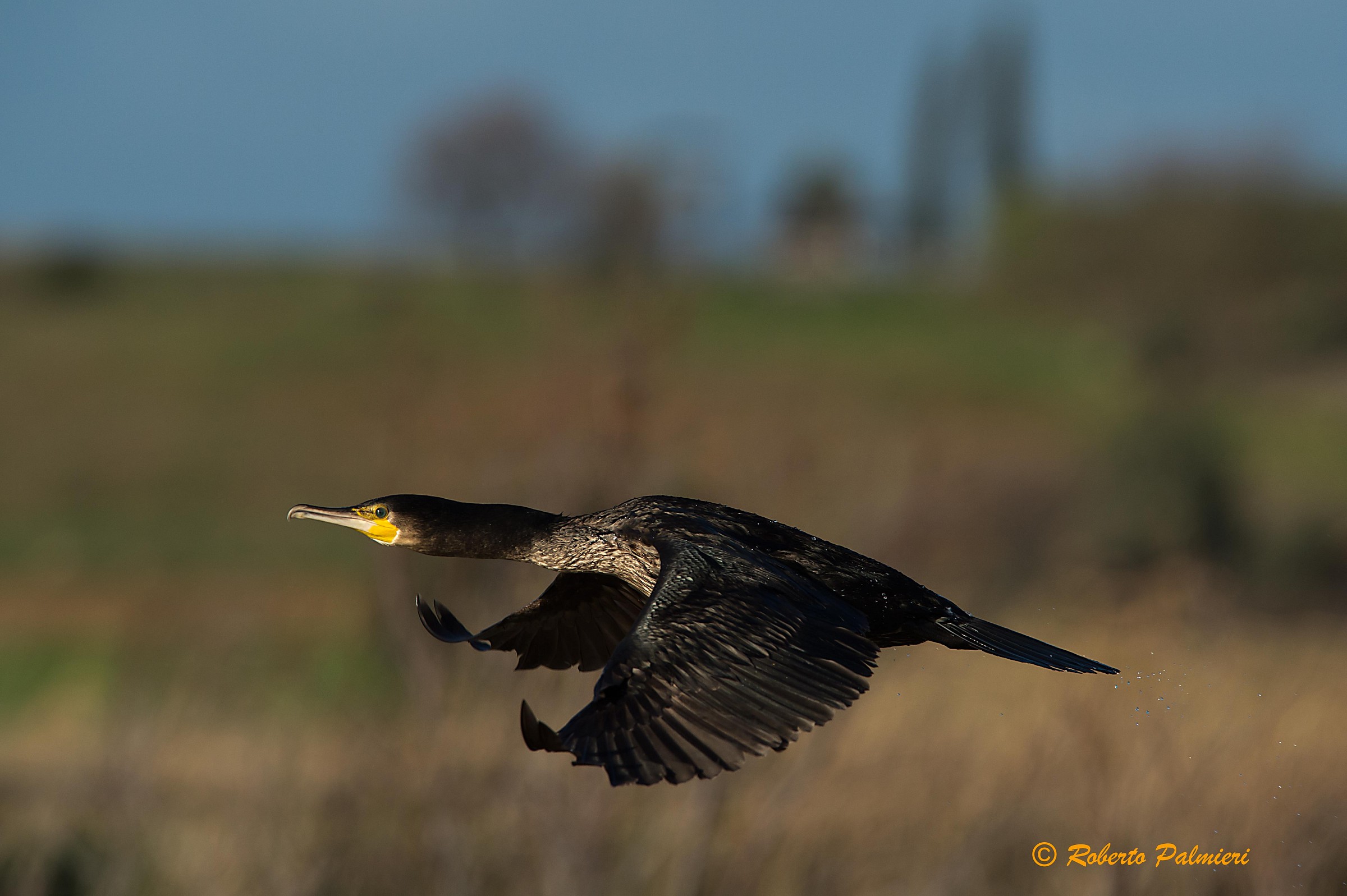 cormorant taking off ...