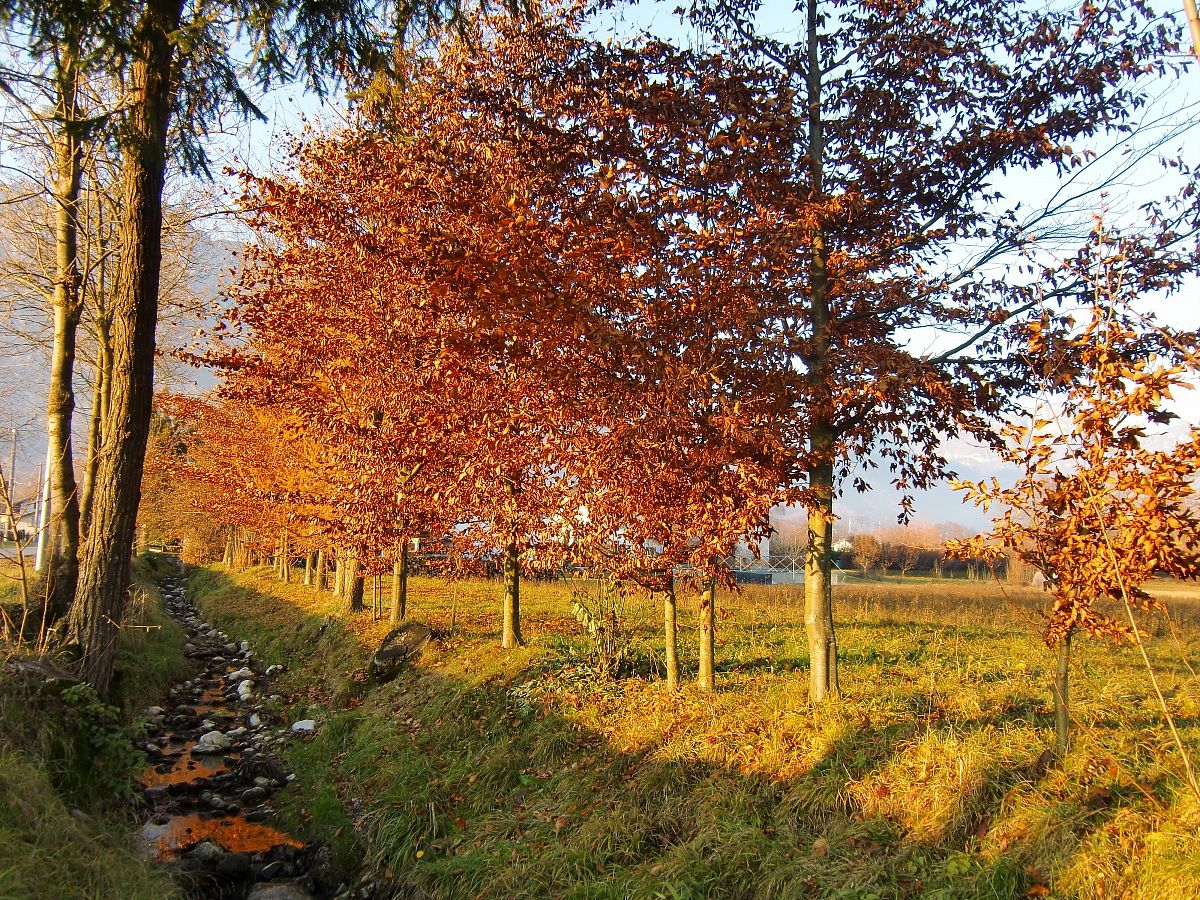 All In A Row ....... The 2011 Fall