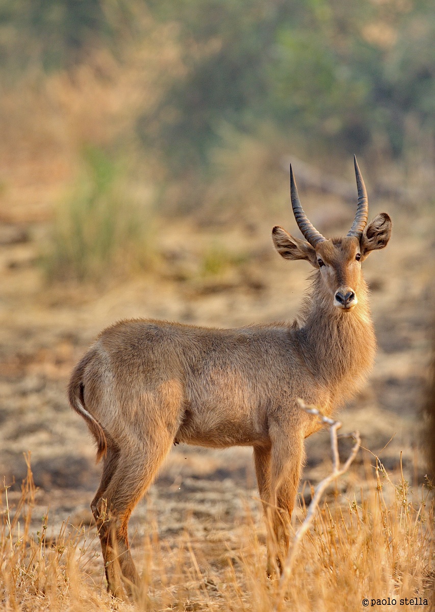 waterbuck