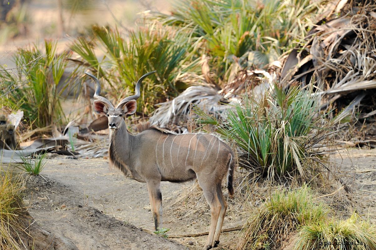 Greater Kudu (Tragelaphus strepsiceros)