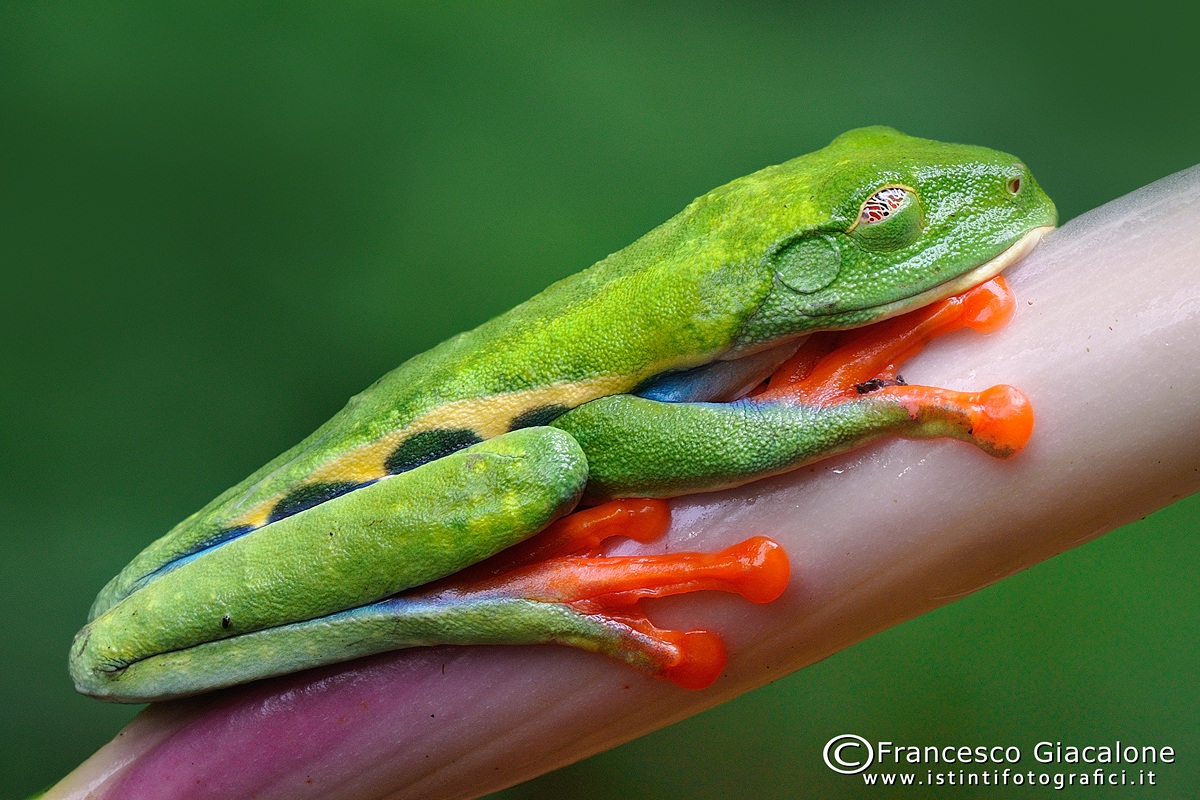 Agalychnis callidryas