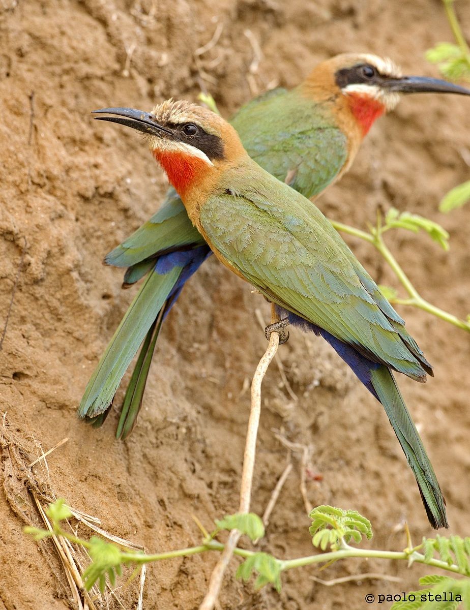 White-fronted Bee-eater - fronted bee-eater