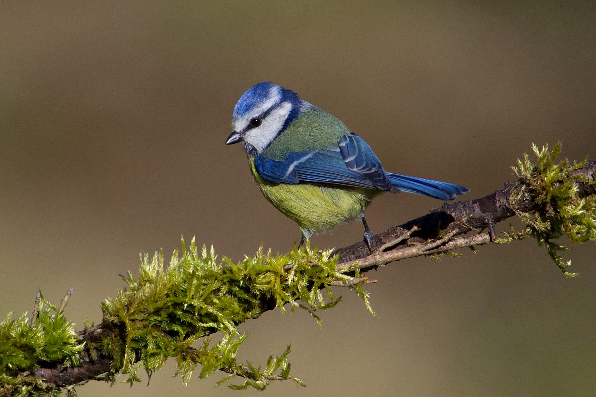 Blue Tit