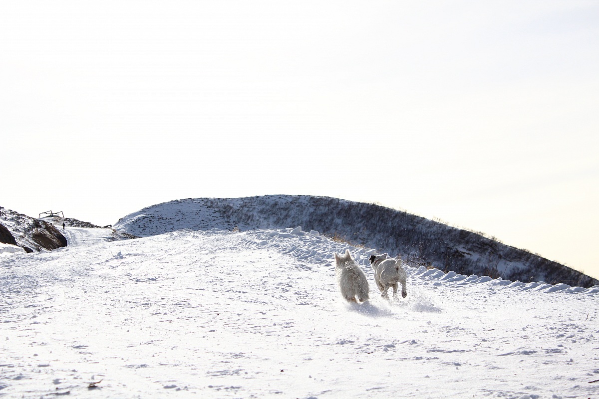 The Heat - The sifda