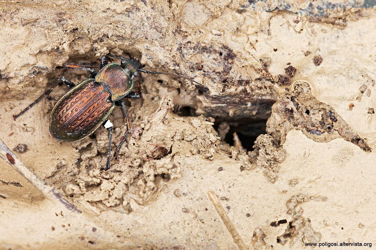 Carabus italicus