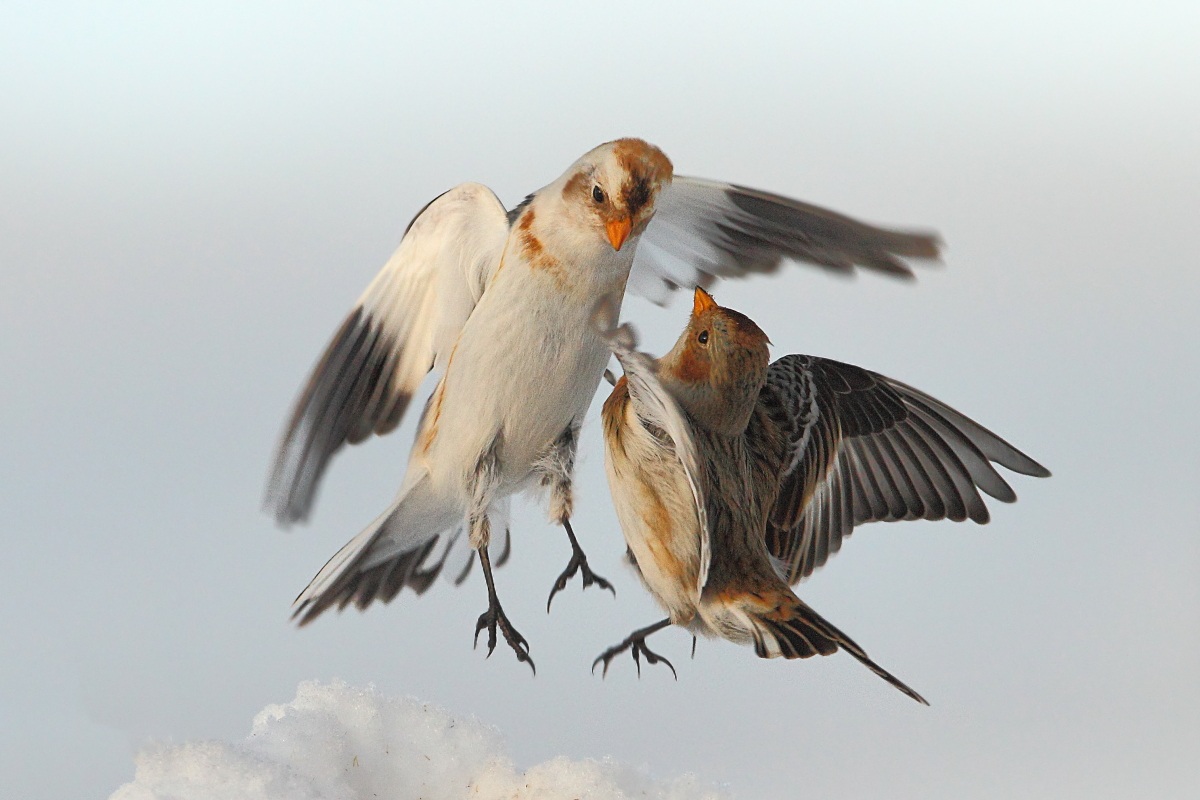 Snow Bunting