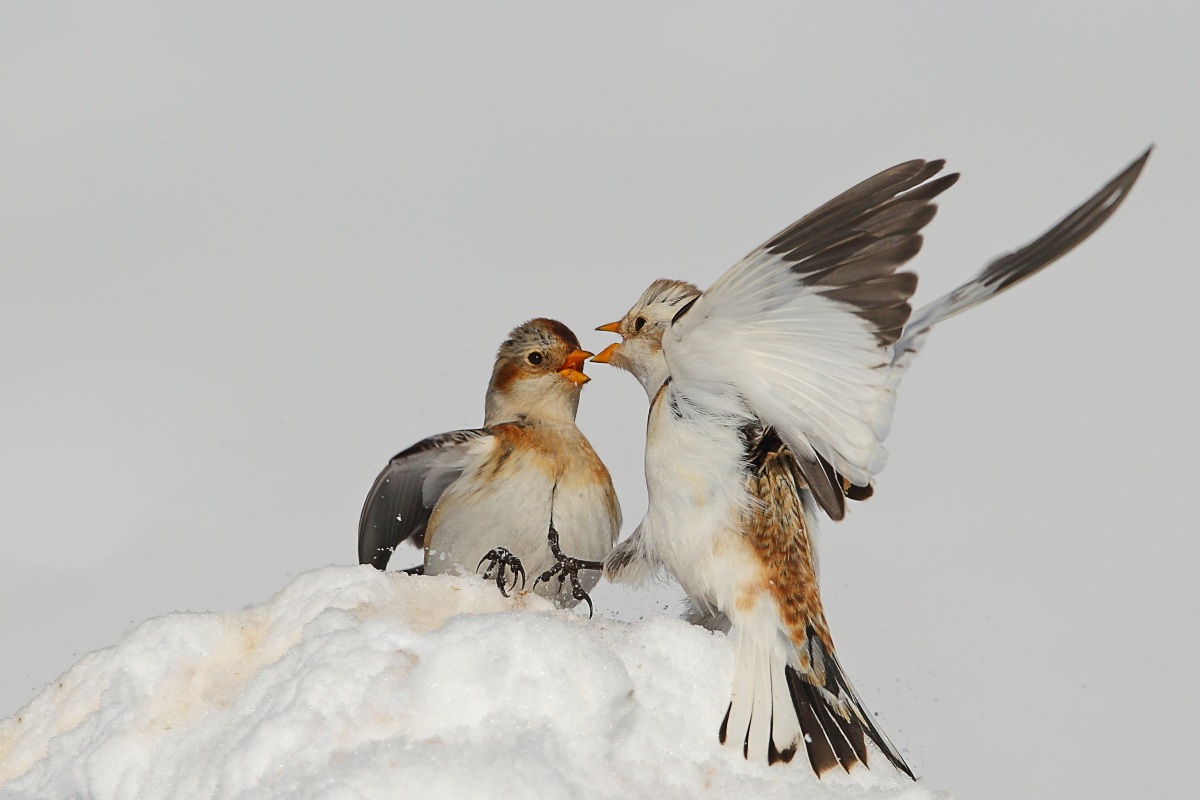 Snow Bunting