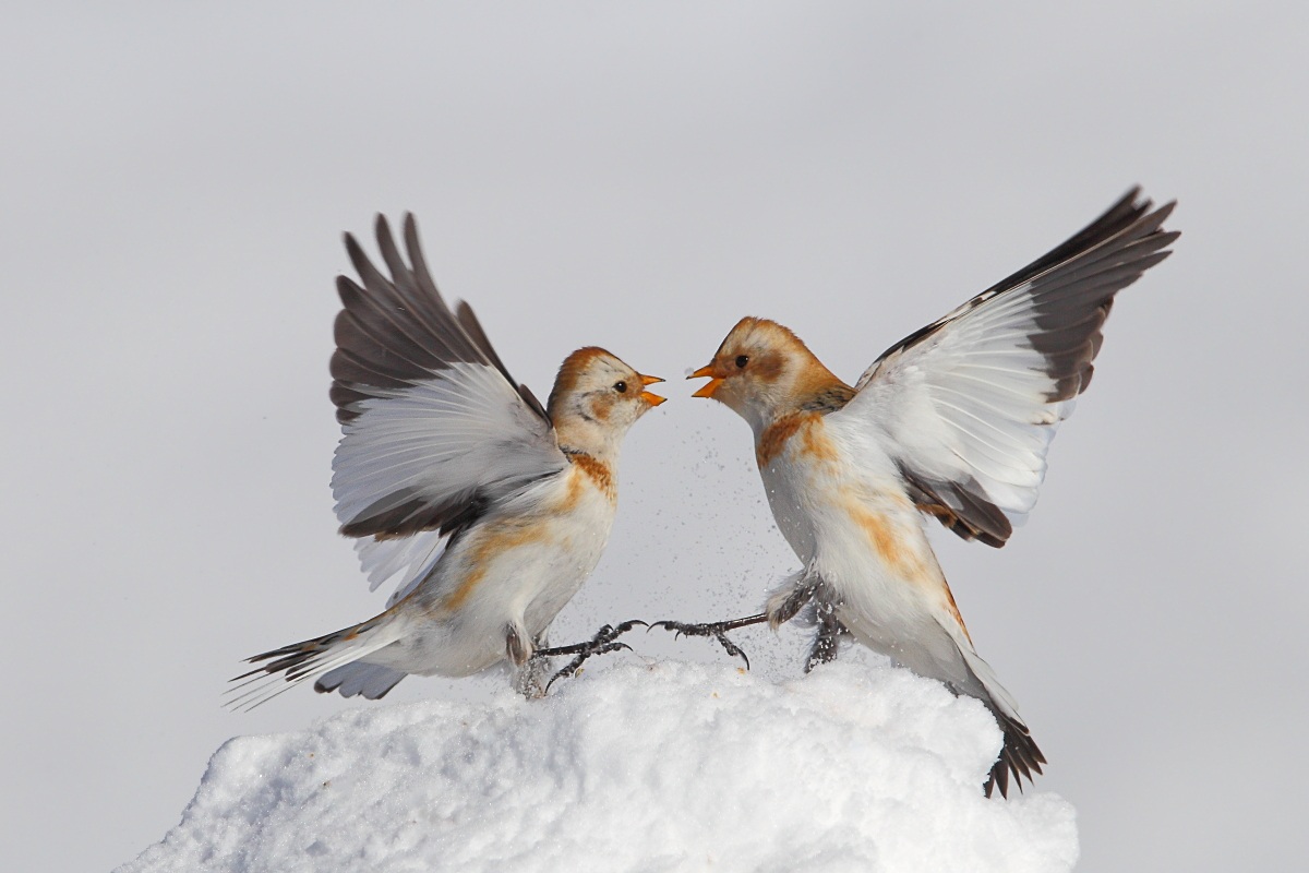 Snow Bunting