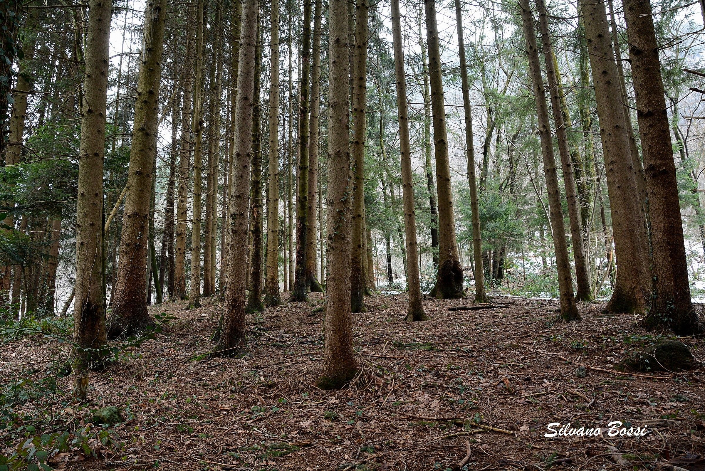 winter under the trees