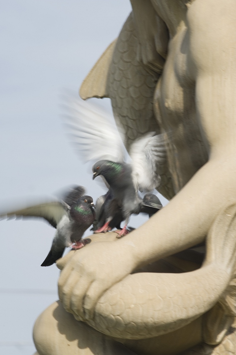 Fontana con piccioni