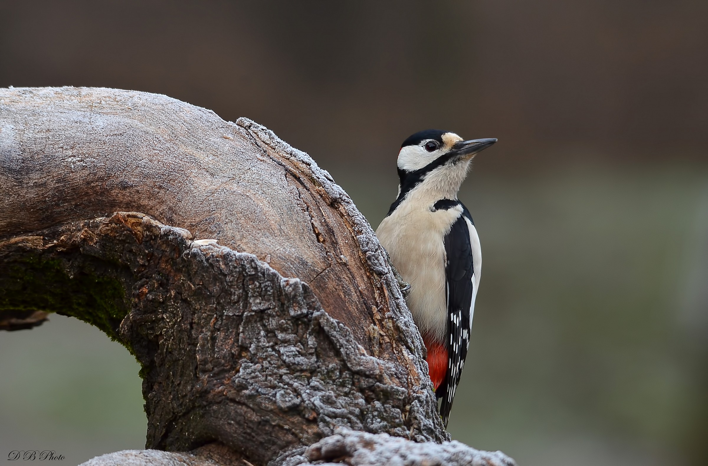 Picchio rosso maggiore.
