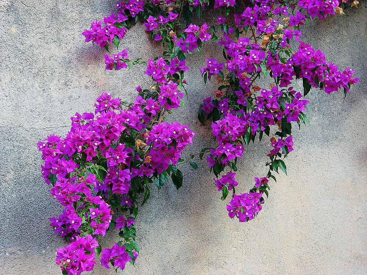 Cemento e bouganville