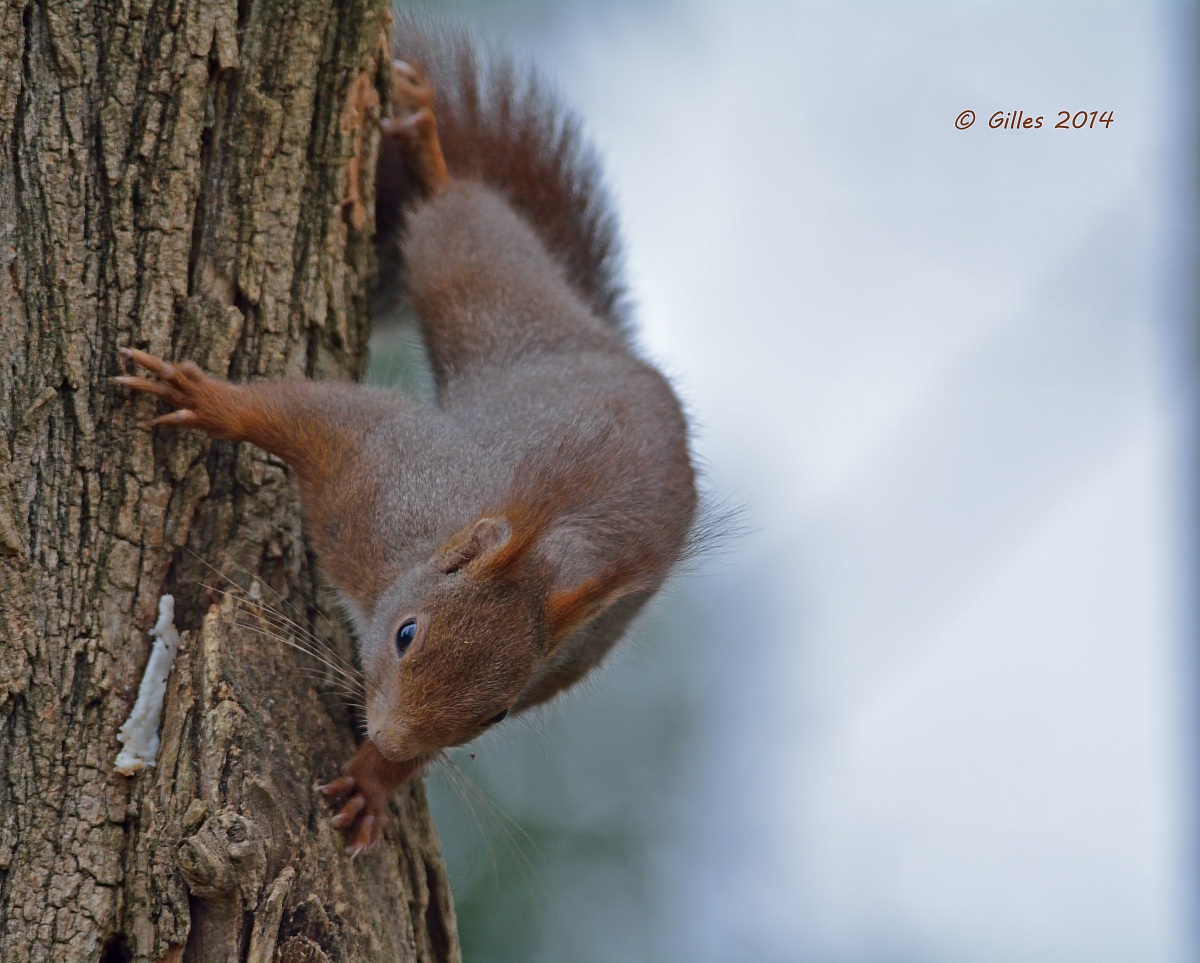 Red squirrel (Sciurus vulgaris)