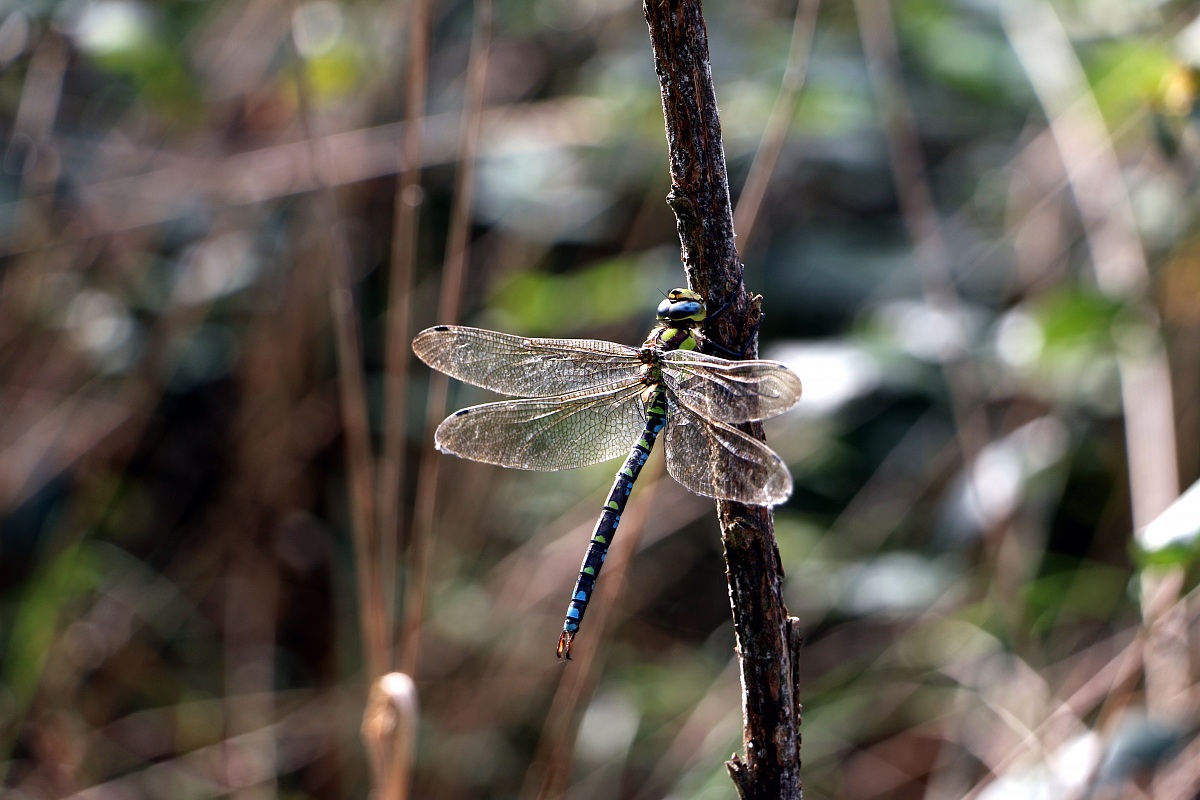 Libellula