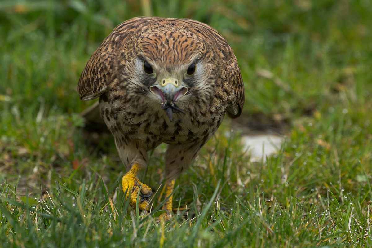 Common Kestrel - Falco tinniculus