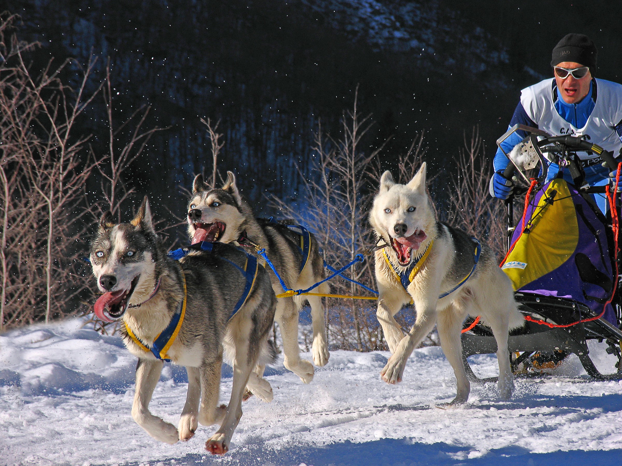 Siberian Husky Dog Sledding .... with traction problems