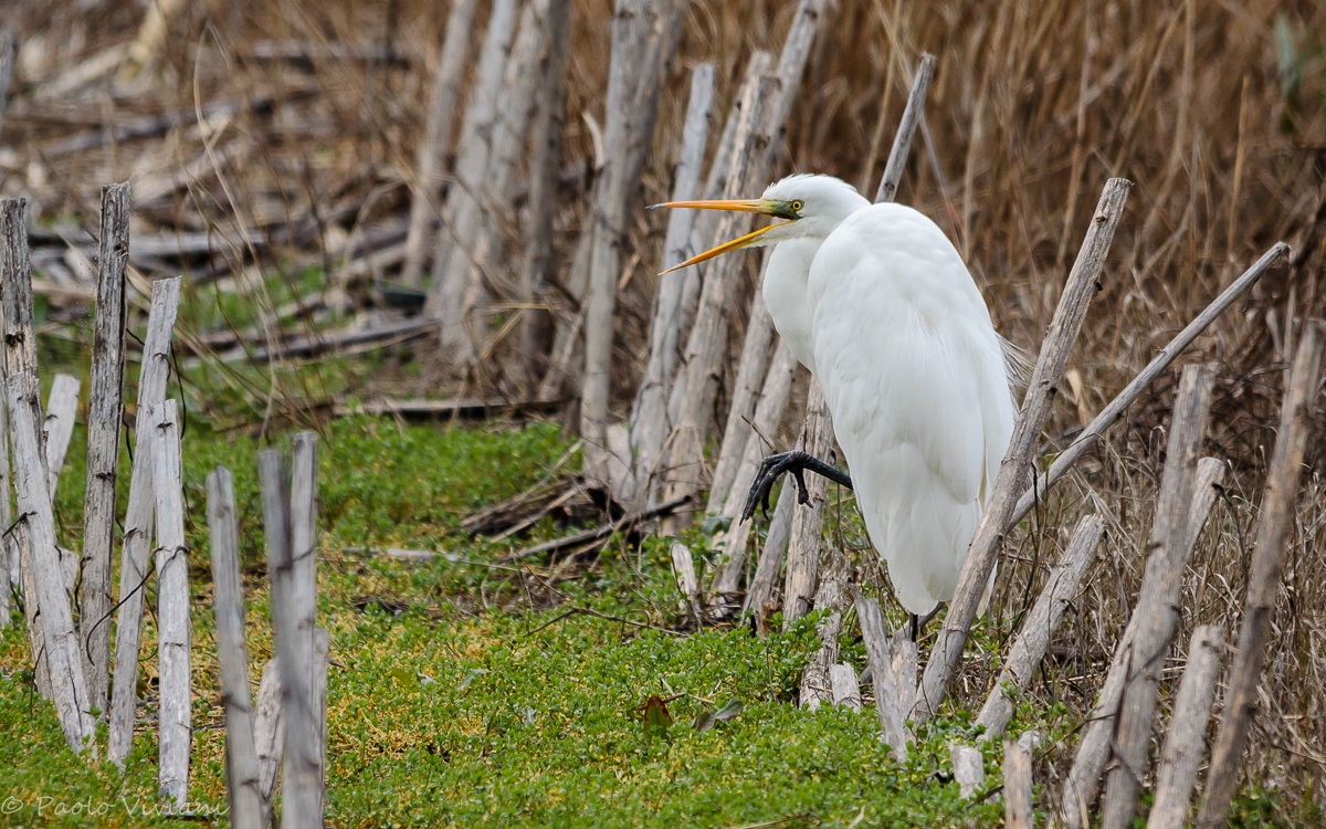 Egret