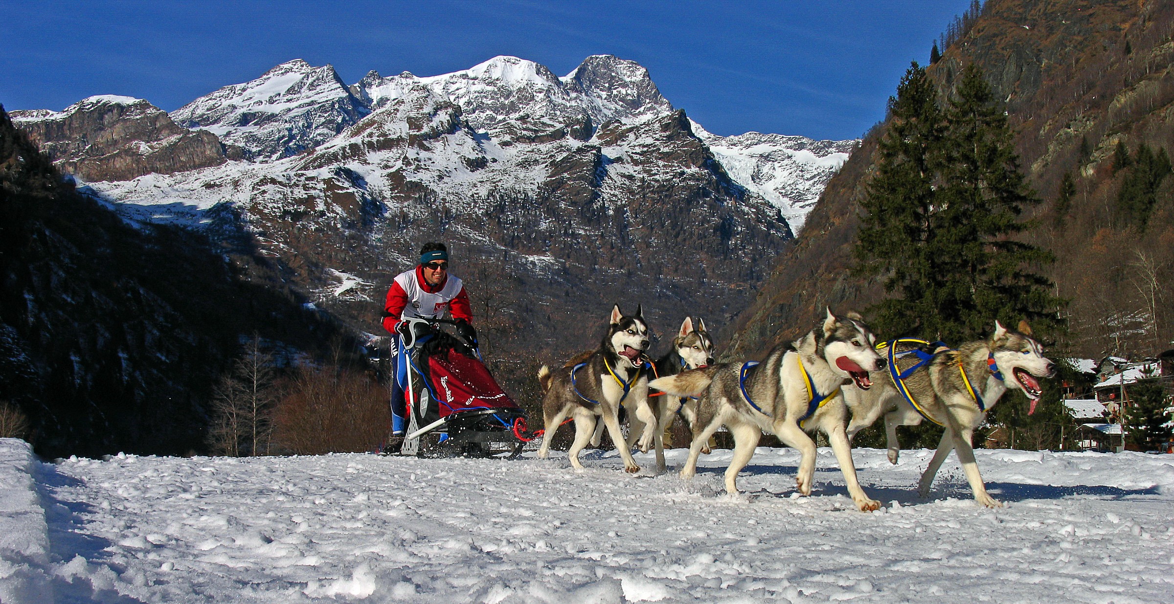 Dog Sledding at the foot of Mt Rose