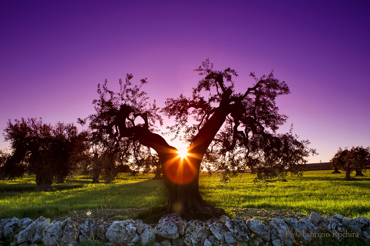 Albero al tramonto