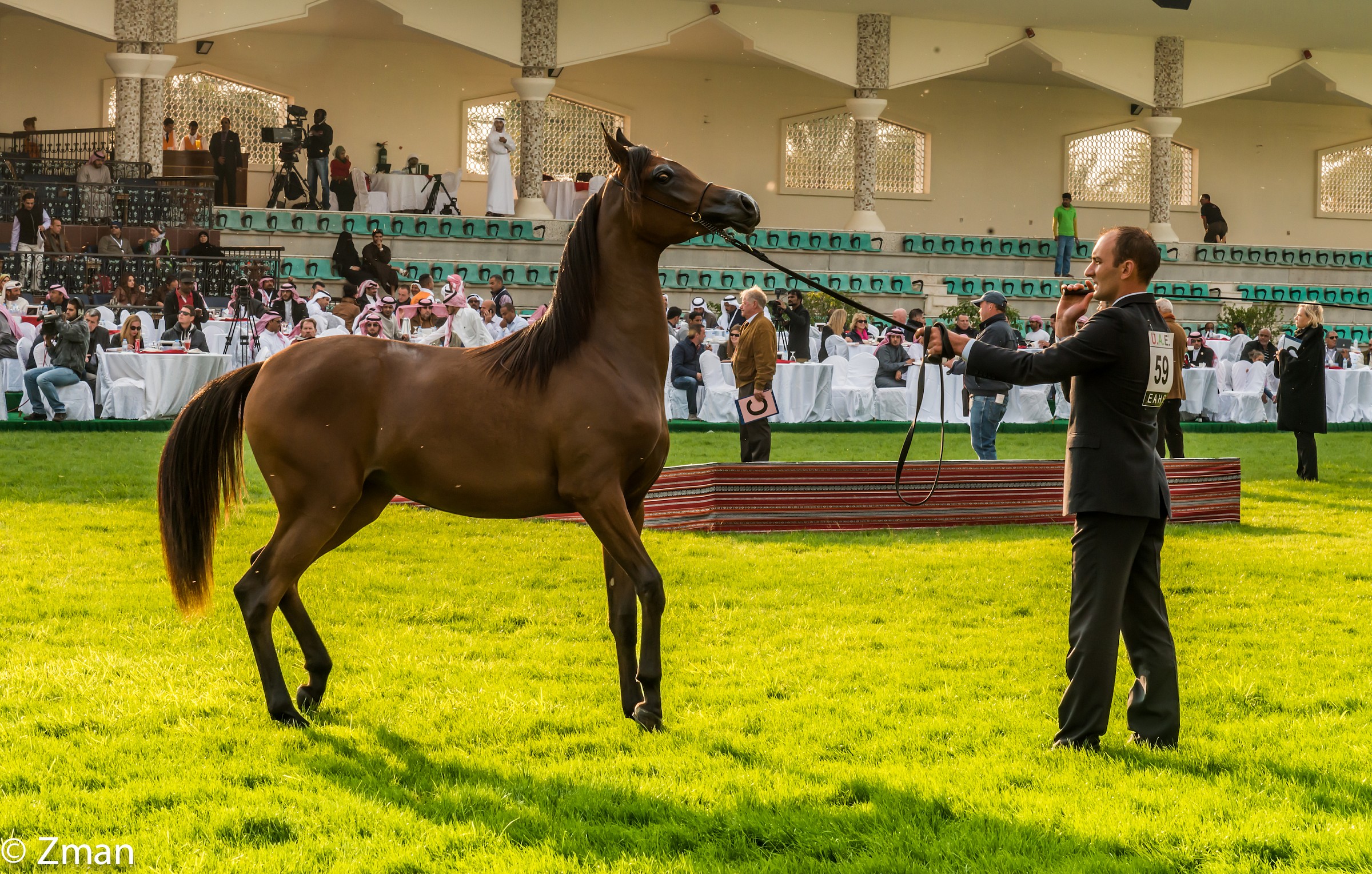 The International Arabian Horse Competion