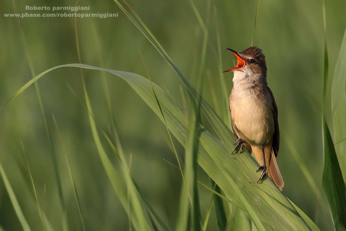 Composizione di canneto