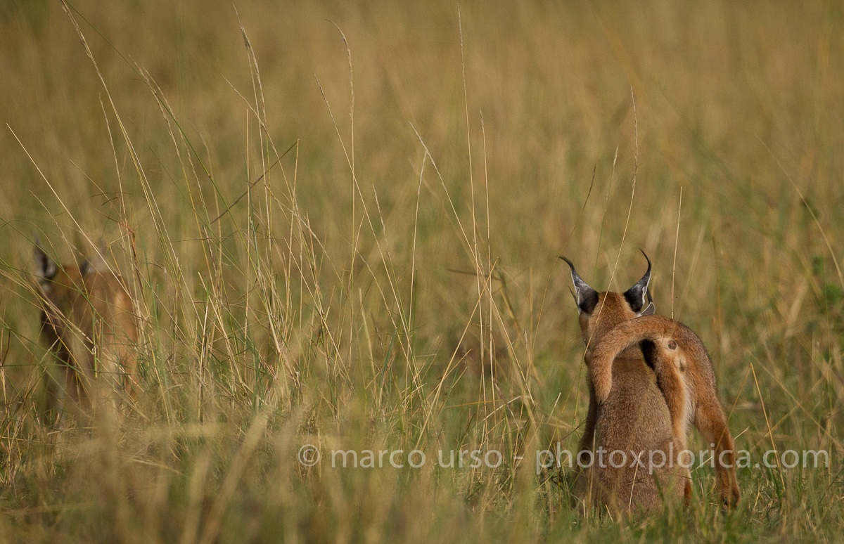 Aspettando la mamma che caccia
