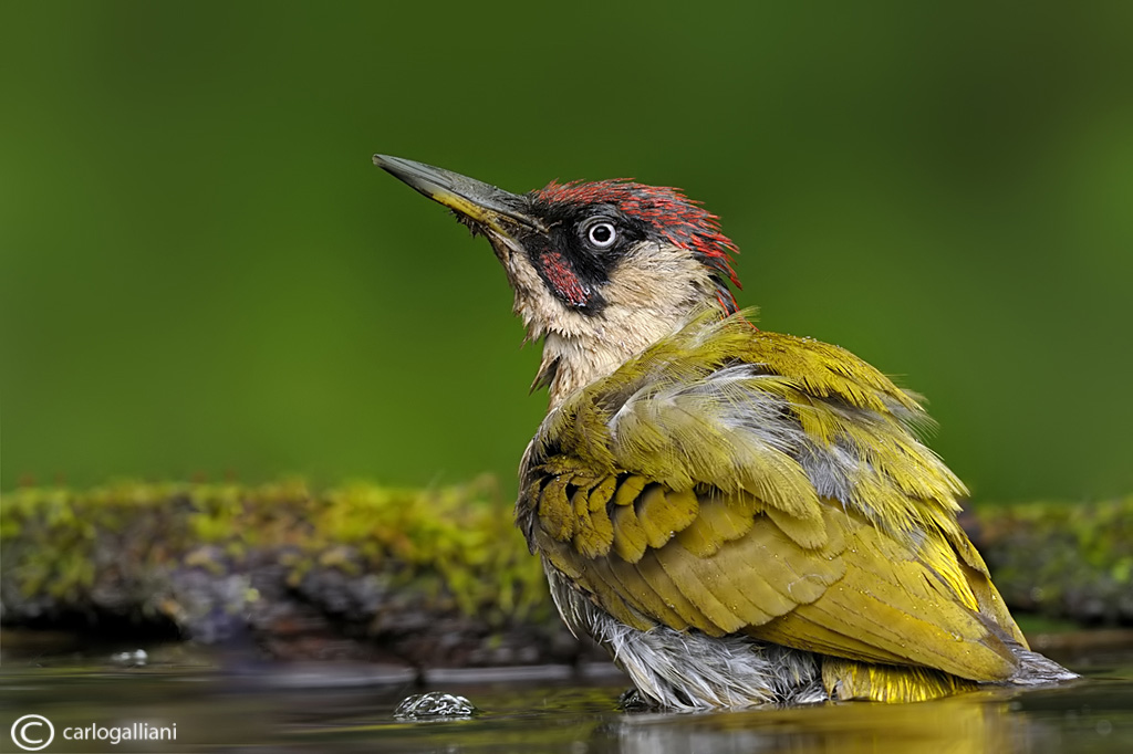 Green Woodpecker