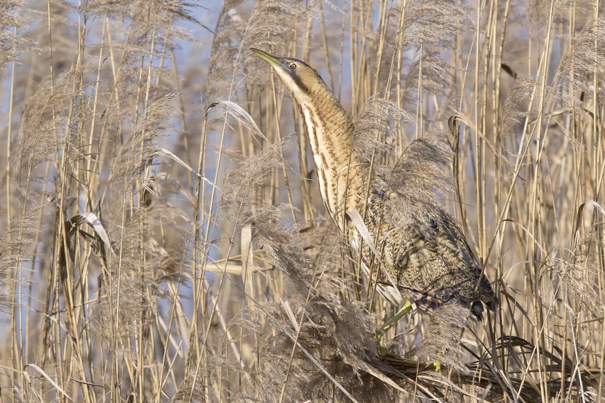 Bittern departing