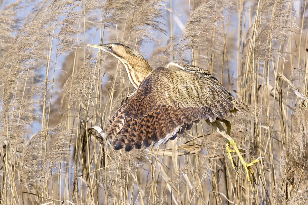 Bittern