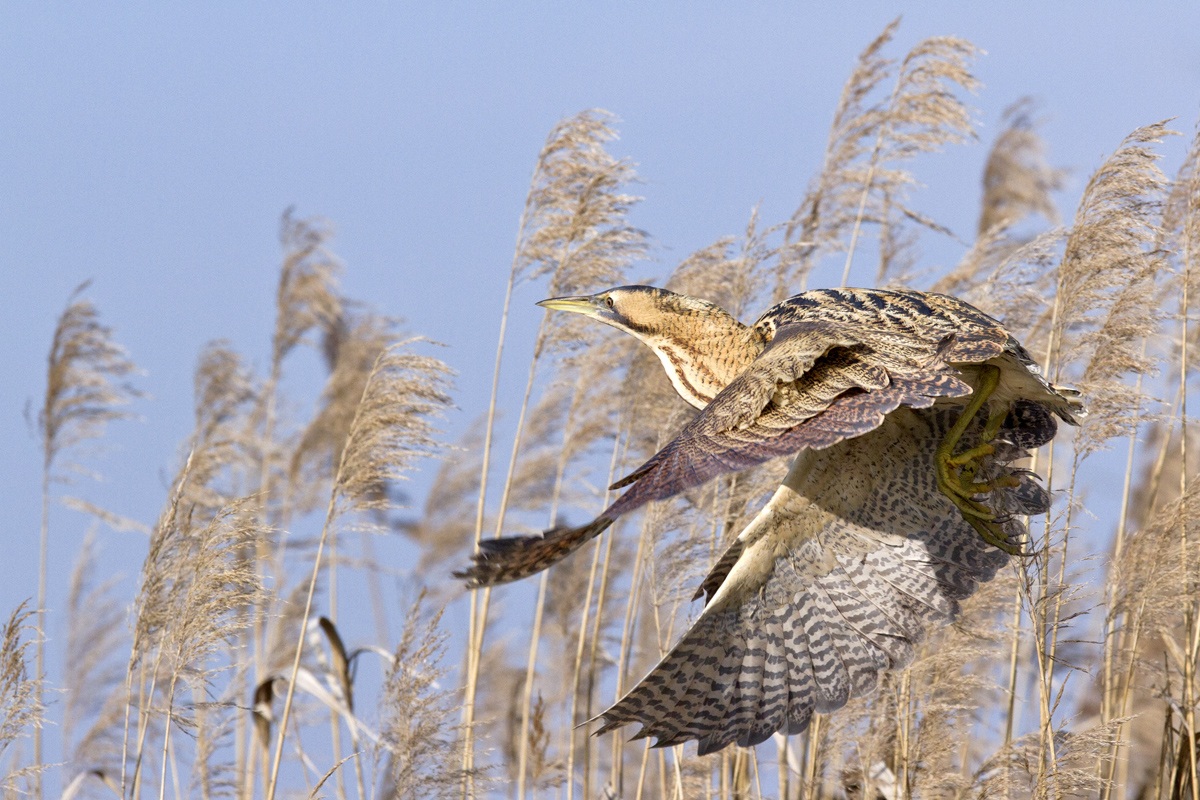 Bittern