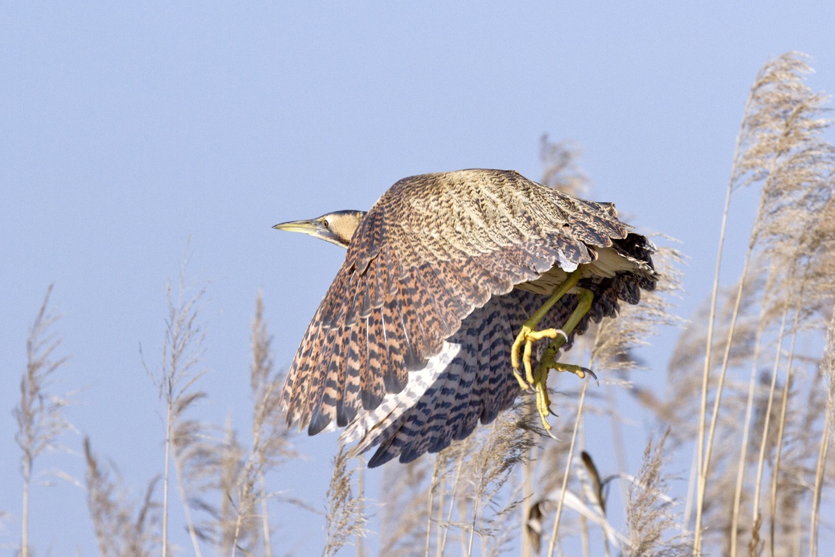 Bittern