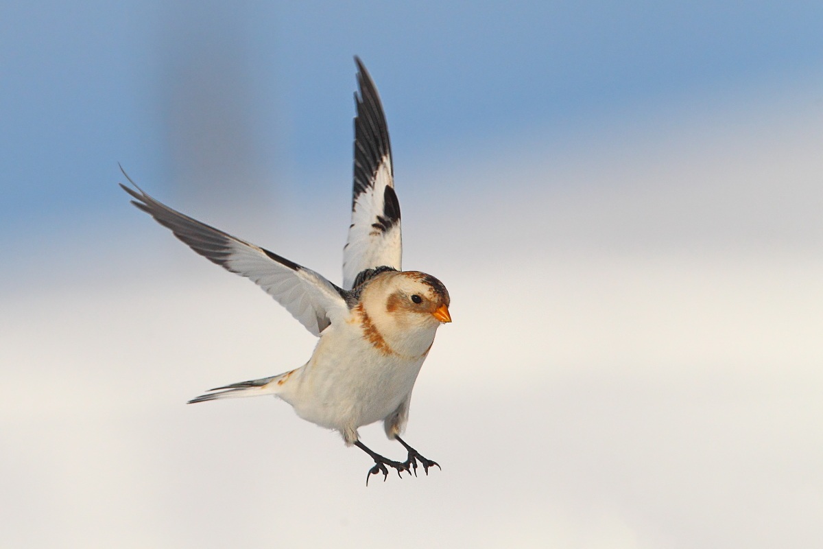 Snow Bunting
