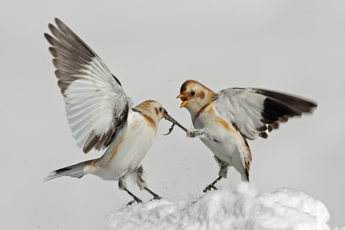 Snow Bunting